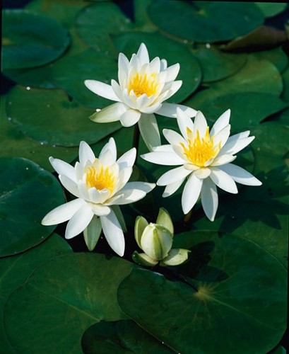 Nymphaea - Odorata Alba